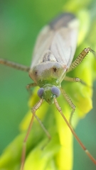 Adelphocoris lineolatus