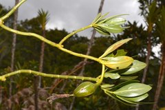 Symbolanthus anomalus