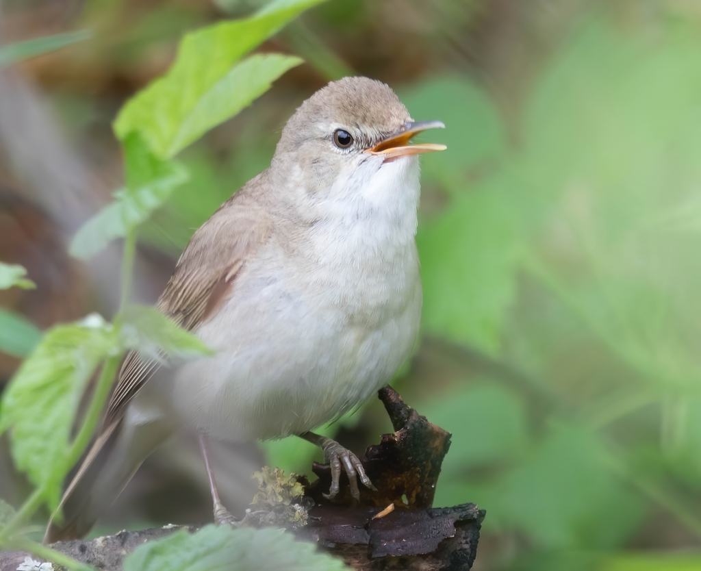Blyth's Reed Warbler