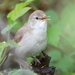 Blyth's Reed Warbler - Photo (c) ilkkai, some rights reserved (CC BY-NC)