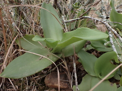 Ledebouria nitida