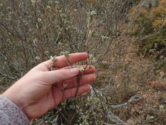 Lasiosiphon meisnerianus