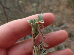 Lasiosiphon meisnerianus