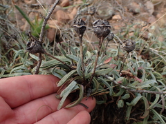 Lampranthus spectabilis