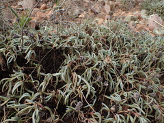 Lampranthus spectabilis