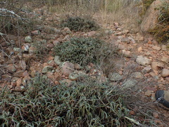 Lampranthus spectabilis