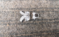 Furcula scolopendrina