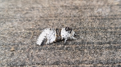 Furcula scolopendrina