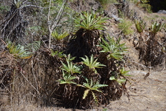 Sonchus hierrensis