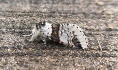 Furcula scolopendrina