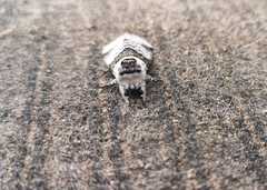 Furcula scolopendrina