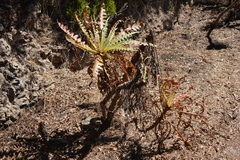 Sonchus hierrensis