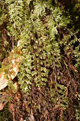 Hymenophyllum fucoides