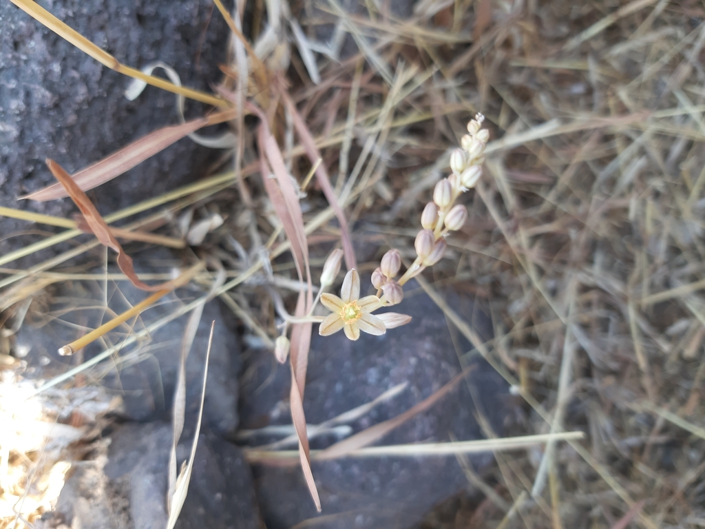 Drimia razii