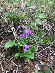 Primula cortusoides