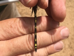 Cordulegaster obliqua