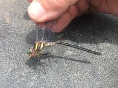 Cordulegaster obliqua