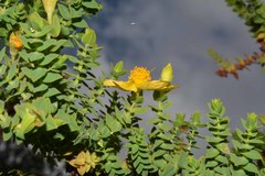 Hypericum cuatrecasii