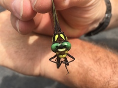 Cordulegaster obliqua