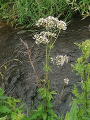 Valeriana officinalis sambucifolia