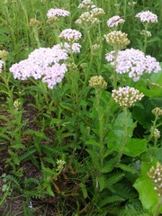 Achillea millefolium
