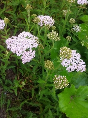 Achillea millefolium