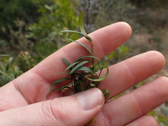 Secamone filiformis