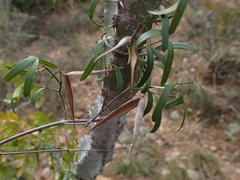 Secamone filiformis