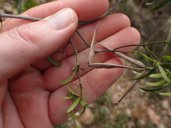 Secamone filiformis