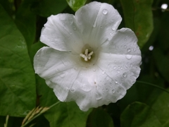 Calystegia sepium
