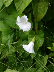 Calystegia sepium