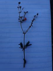 Delosperma acuminatum