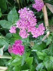 Achillea millefolium