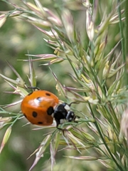 Coccinella septempunctata