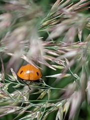 Coccinella septempunctata