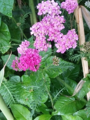 Achillea millefolium