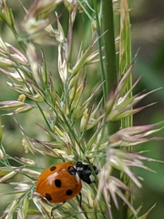 Coccinella septempunctata