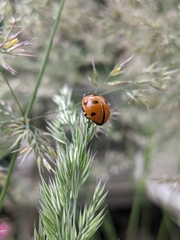 Coccinella septempunctata