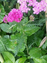Achillea millefolium