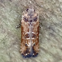 Prostomeus brunneus