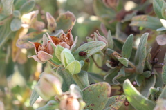 Dicladispa testacea