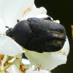 Protaetia morio