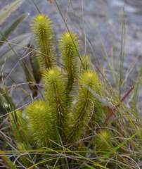 Phlegmariurus reflexus