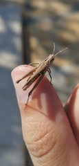 Omocestus