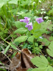 Cardamine nuttallii
