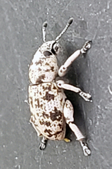 Colecerus marmoratus
