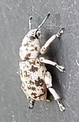 Colecerus marmoratus