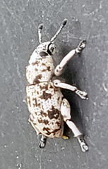 Colecerus marmoratus