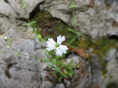 Heliosperma pusillum