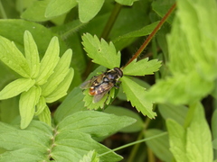 Sericomyia lata